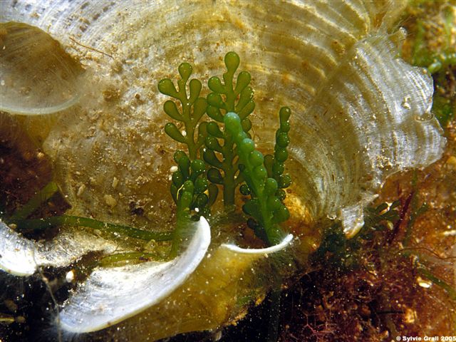 Padina pavonia et Caulerpa racemosa